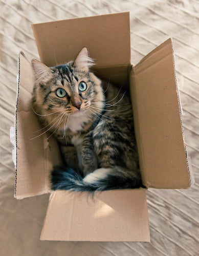 Free Shipping on all orders of the Best Interactive Cat Toy