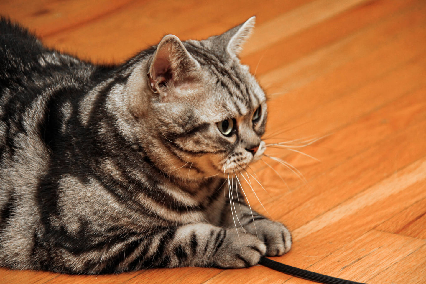 The Original 'Kitty Catch-It' String - "Best Cat Toy Ever!"