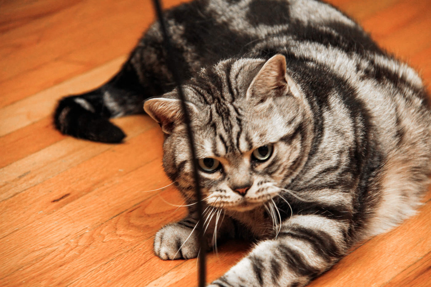 The Original 'Kitty Catch-It' String - "Best Cat Toy Ever!"