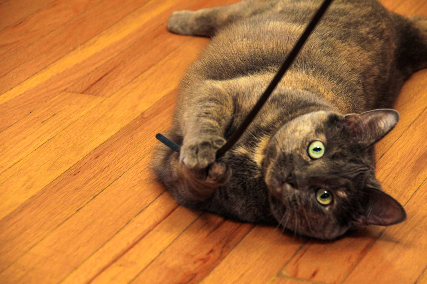 The Original 'Kitty Catch-It' String - "Best Cat Toy Ever!"